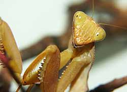 Kopf einer Ghana-Gottesanbeterin (Sphodromantis lineola)