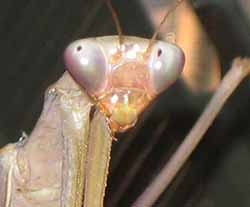 Kopf einer indischen Riesenmantis (Hierodula membranacea)