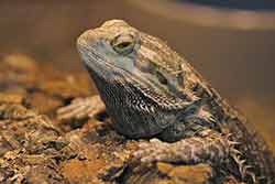 Streifenköpfige Bartagame (Pogona vitticepts) Streifenköpfige Bartagame (Pogona vitticepts)
