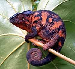 ein Weibliches Pantherchamäleon mit schwarz-orange Färbung