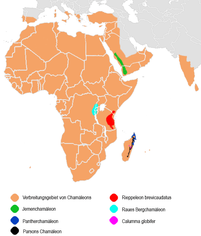 Verbreitungsgebiet von Chamäleons allgemein, dem Jemenchamäleon, dem Pantherchamäleon, dem Parsons Chamäleon, Rieppeleon brevicaudatus, dem Rauen Bergchamäleon und Calumna globifer