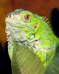 Grüner Leguan Grüner Leguan: Eine der beliebtesten Leguane fürs Terrarium