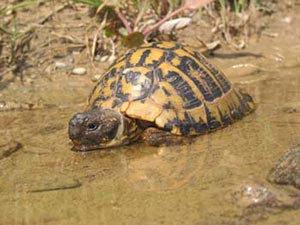 Griechische Landschildkröte beim Baden