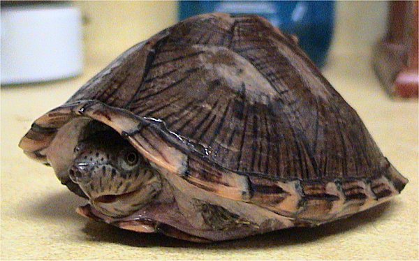 Die Dach-Moschusschildkröte