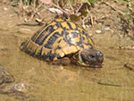 Die Griechische Landschildkröte beim Baden