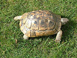 Die Maurische Landschildkroete von oben