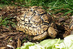 Pantherschildkröte bei der Nahrungsaufnahme