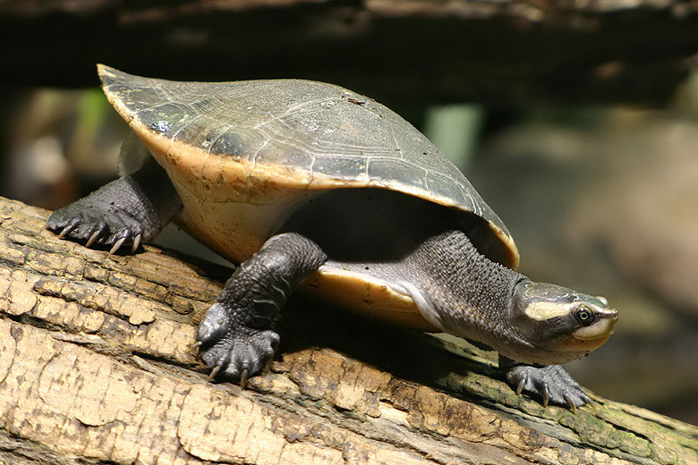 Die Rotbauch-Spitzkochschildkröte