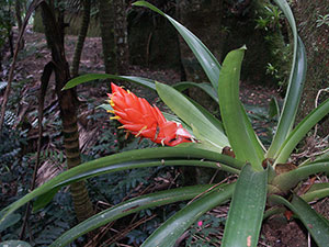 Bromelie in der freien Natur Bromelien sind eine wundervolle Terrarium-Einrichtung für Regenwaldterrarien