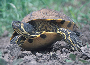 Wasserschildkröten-Haltung: Die Gelbwangen-Schmuckschildkröte