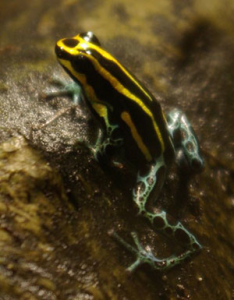 Bauchflecken Baumsteiger Der Bauchflecken Baumsteiger - Pfeilgiftfrosch mit gelben Streifen