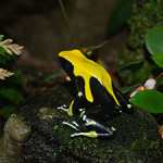 Färberfrosch: Schwarz-Gelb