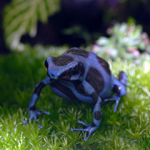 Goldbaumsteiger: Schwarz-Blau