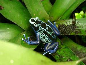 Pfeilgiftfrösche: Der Färberfrosch Pfeilgiftfrösche: Der Färberfrosch
