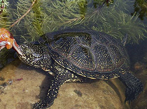 Wasserschildkröte kaufen: Die europäische Sumpfschildkröte Wasserschildkröte kaufen: Die europäische Sumpfschildkröte