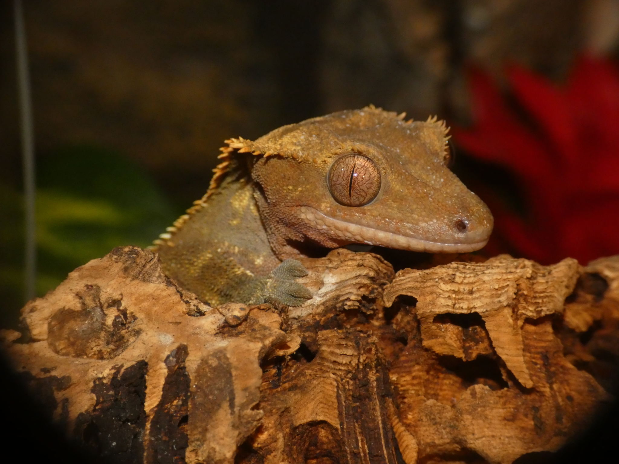 Correlophus ciliatus: Kronengeckos erfolgreich halten und züchten ...