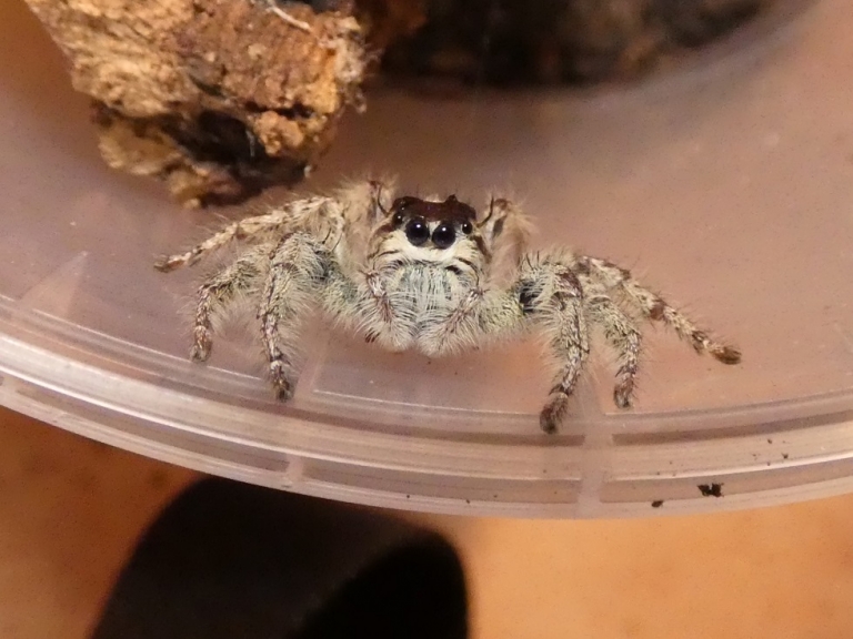 Springspinnen (Phidippus, Hyllus & Co) Haltung und Pflege TerrariumWissen.de