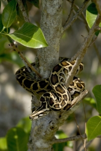 Tigerpython: Haltung und Pflege Tigerpython: Haltung und Pflege